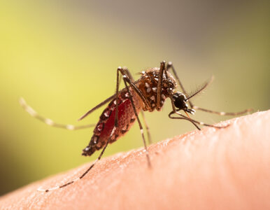 Miniatura: Prosta sztuczka na komary. Nigdy nie...