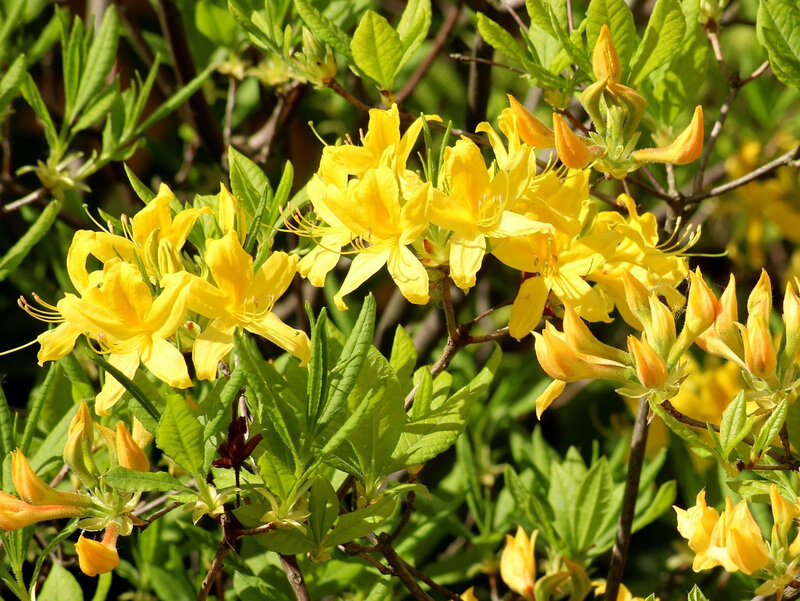 W Polsce azalia pontyjska w naturze występuje jedynie w okolicach Leżajska