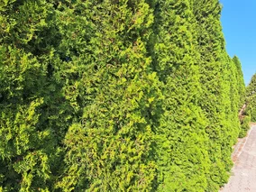 Miniatura: Rozpuść kostkę w&nbsp;wodzie i&nbsp;podlej...