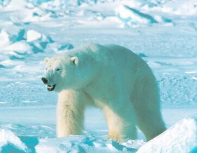 Miniatura: Jak jest zimno, to zwierzęta płaczą dłużej