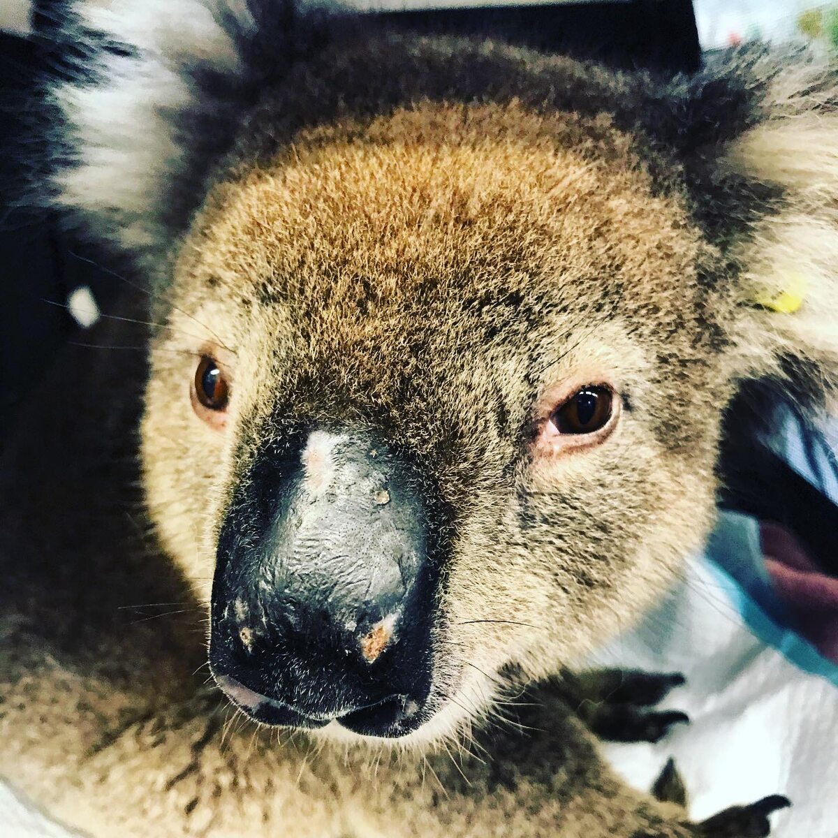 Miś koala uratowany przez wolontariuszy 
