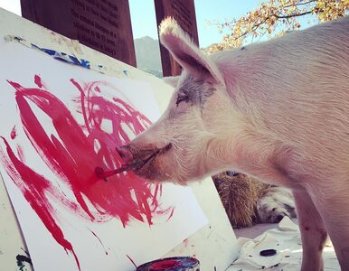 Miniatura: Poznajcie Pigcasso. Świnię, która maluje...