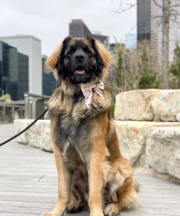 Leonberger Larry 