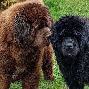 Nowofundlandy w obiektywie włascicieli 