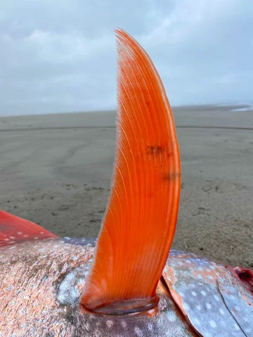 Olbrzymi strojnik znaleziony na plaży w stanie Oregon 