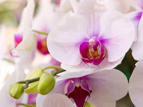 Miniatura: Pokrój na&nbsp;plasterki i&nbsp;włóż...