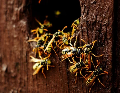 Miniatura: Plaga os w Polsce. Nadleśnictwo ostrzega