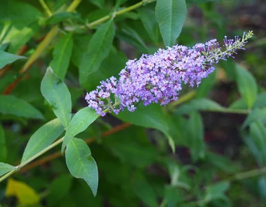 Miniatura: Jedno cięcie w kwietniu i dopiero wtedy...