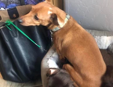 Miniatura: Zwierzęta potrafią dać się we znaki....