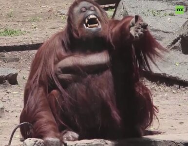 Miniatura: Orangutan opuści zoo. Bezprecedensowy...