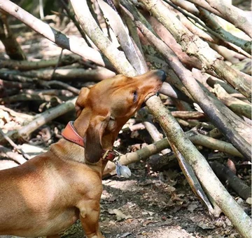 Bosco, jamnik, który został „królem patyków” 