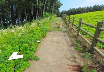 Ten pies zdominował zdjęcia street view z koreańskiej wyspy 