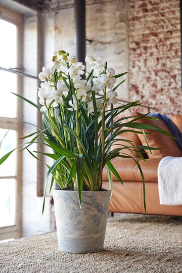 Storczyki Cymbidium