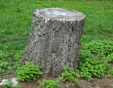 Miniatura: Ani koparka, ani sól. Przykrywam pień i...