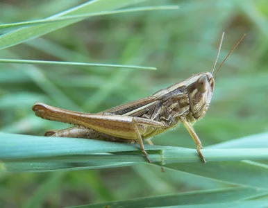 Miniatura: Szarańcza atakuje Ukrainę. Polska nie...