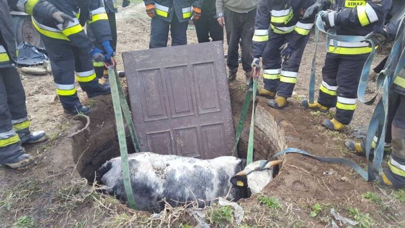 Strażacy wyciągali krowę ze zbiornika 
