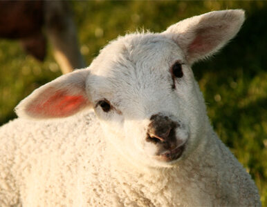 Miniatura: Owce wolno zabijać, nie fotografować