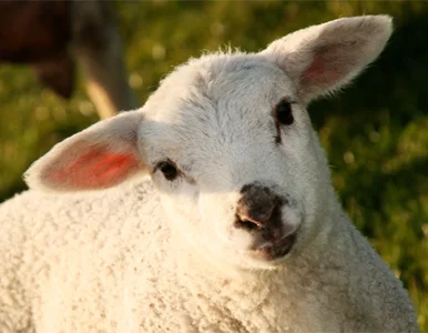 Miniatura: Owce wolno zabijać, nie fotografować