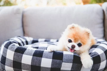 Boo the Pomeranian 