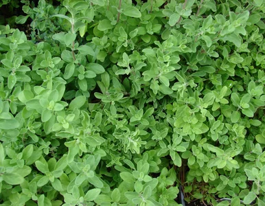 Miniatura: Wysiej teraz – w maju działa jak tarcza na...