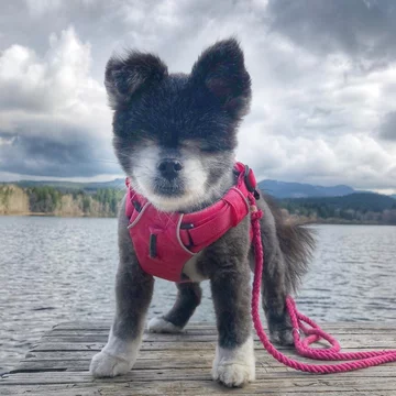 Abi i Dabi - psy, które połączyła przyjaźń 