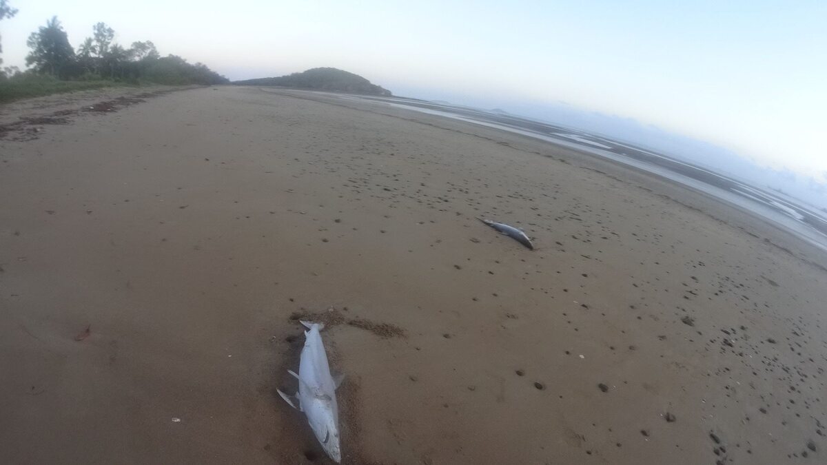 Martwe rekiny na australijskiej plaży 