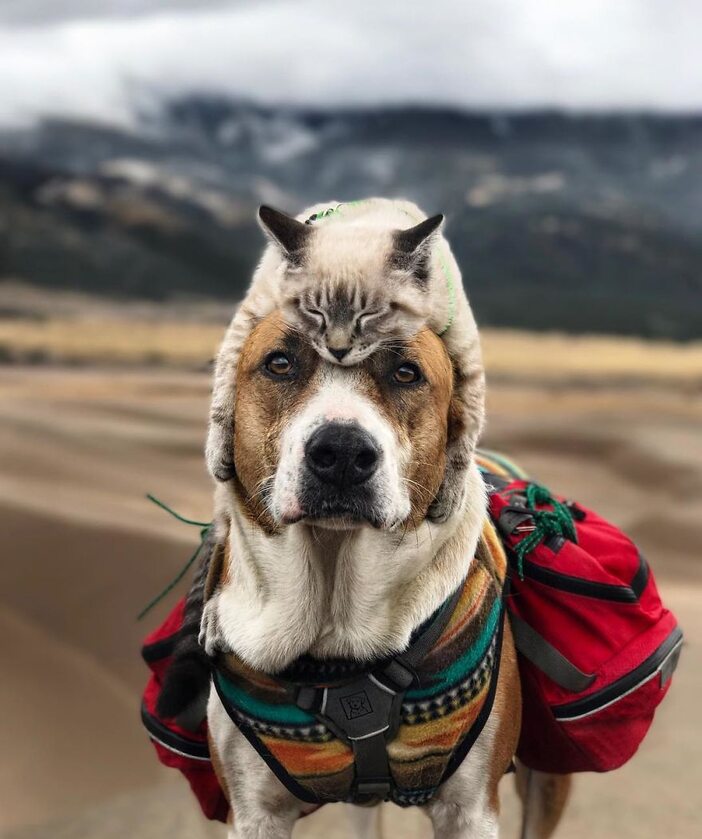 Ten pies i kot pokazują, że przyjaźń nie zna granic 