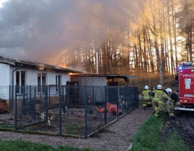 Miniatura: Dramatyczny pożar w schronisku....