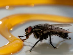 Miniatura: Masz ją w kuchennej szafce. Rozsyp...