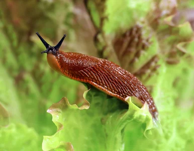 Miniatura: W zeszłym sezonie ślimaki zniszczyły...