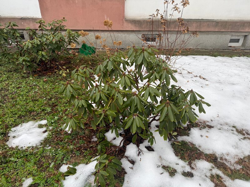 Brązowe i&nbsp;zwinięte liście rododendronu po&nbsp;zimie to&nbsp;najczęściej efekt suszy fizjologicznej &ndash; szybka reakcja pozwoli uratować krzew i&nbsp;pobudzić go&nbsp;do&nbsp;kwitnienia