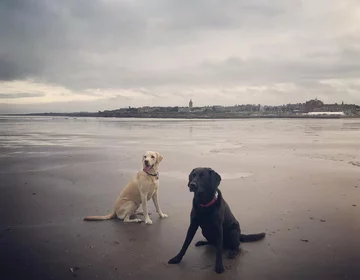 Olive i Mabel 