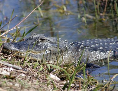 Miniatura: Chciała ratować psa. Zabił ją aligator