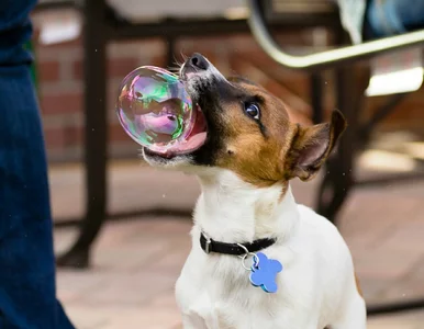 Miniatura: To nie są zwykłe psy. Mają nadnaturalne moce!