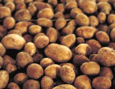 Miniatura: Cena ziemniaków pójdzie w górę