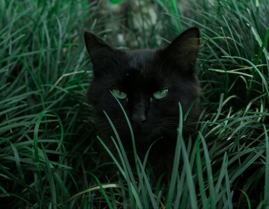 Miniatura: Te rośliny są trujące dla kotów. Lekarka...