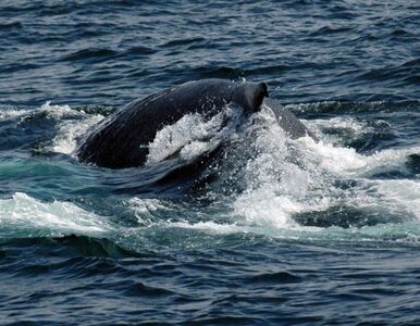 Miniatura: Wieloryby stresują się... statkami