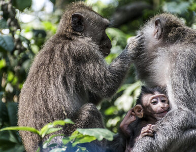 Miniatura: Małpa porwała 12-dniowe dziecko....