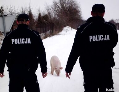 Miniatura: Dwugodzinny pościg policjantów za... świnią