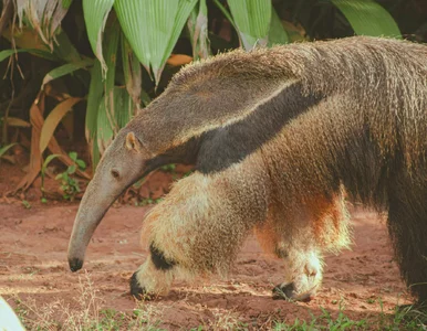 Miniatura: Poznańskie zoo oburzone zachowaniem...