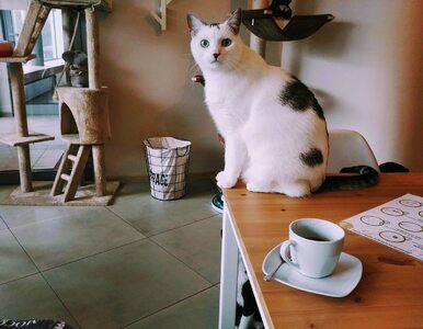 Miniatura: Właściciele kociej kawiarni w Gdyni skarżą...