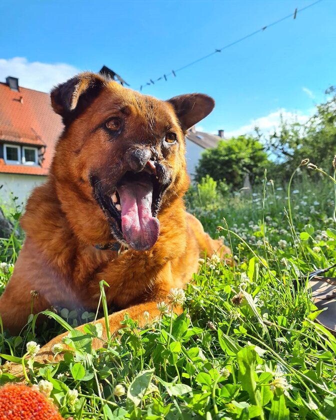 Piesek o imieniu Juri 