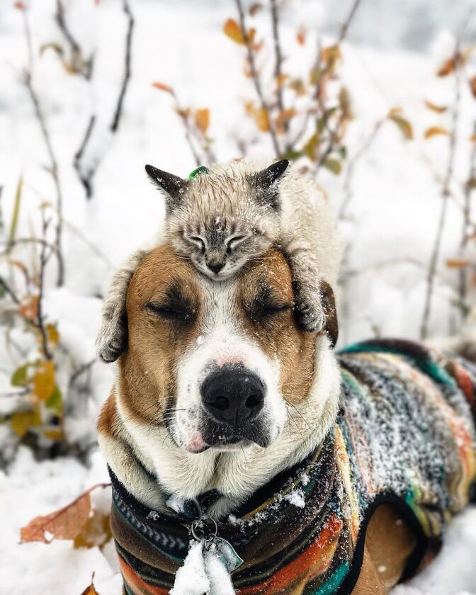 Ten pies i kot pokazują, że przyjaźń nie zna granic 