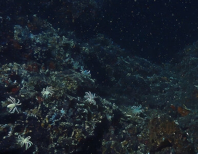 Miniatura: To zwierzę sfilmowano po raz pierwszy....