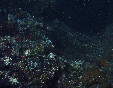 Miniatura: To zwierzę sfilmowano po raz pierwszy....