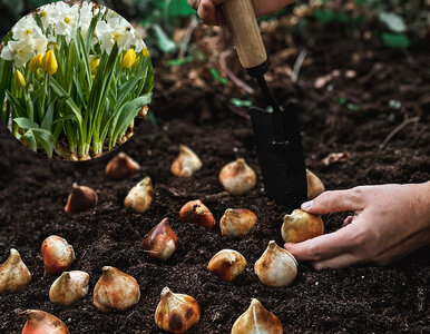 Miniatura: Wsadź te cebulki we wrześniu. Wiosną...