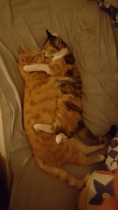 Przytulające się koty 