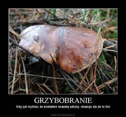 Miniatura: Sezon grzybowy w pełni. Oto najlepsze memy...