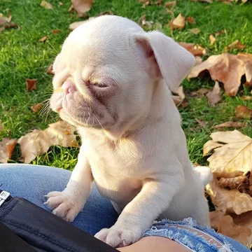 Mops Milkshake 