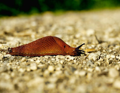 Miniatura: Zrób to na przełomie marca i kwietnia....